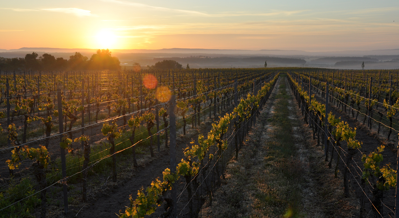 Richard Östreicher – Das Weingut für Weinkenner abseits des Mainstreams