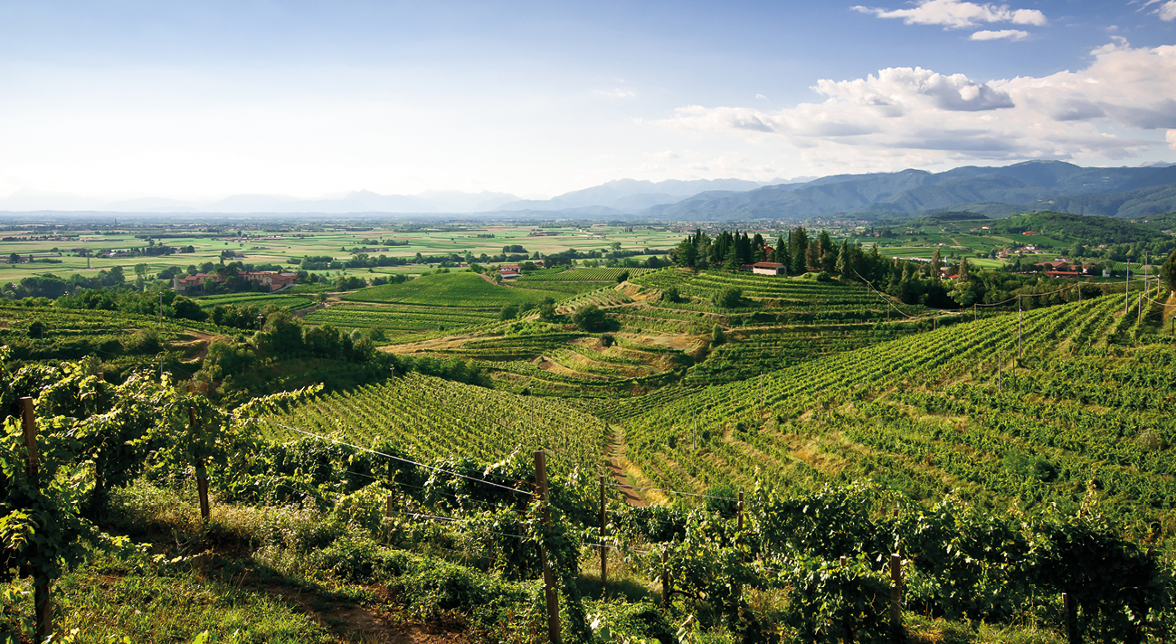 Weinberge unter blauem Himmel.