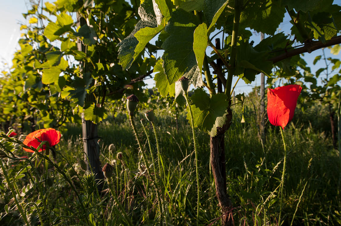 Weingut Heinrich Rebstöcke Weingut Heinrich Rebstöcke