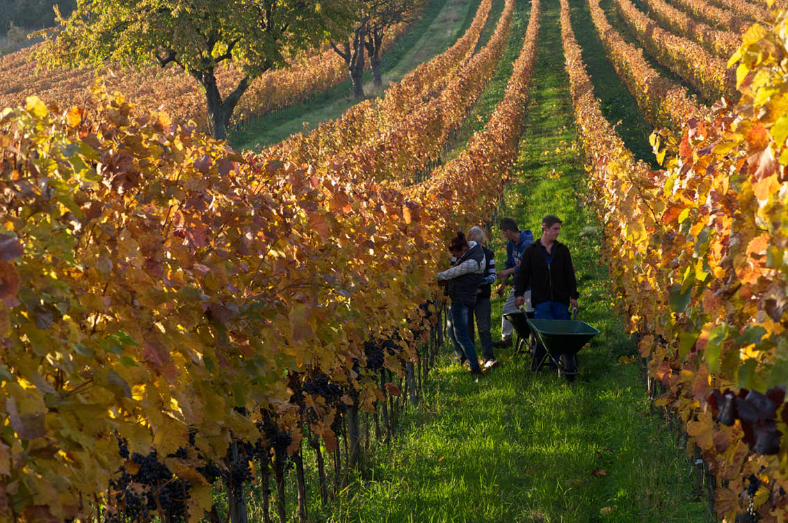 Reben Weingut Heinrich Weingut Heinrich Reben