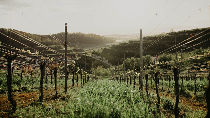 Knab Weingut Weingut Knab