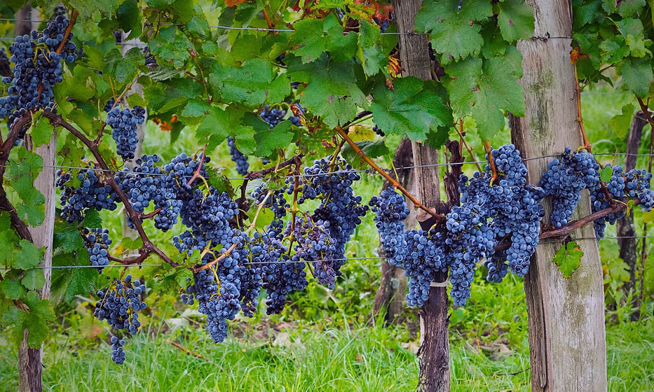 Rebsorte Blaufränkisch