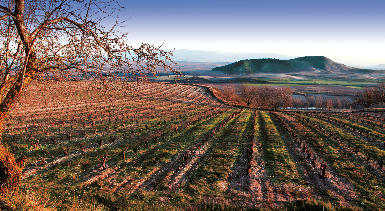 Bodegas y Viñedos Artuke – Spitzen-Weine aus der Rioja