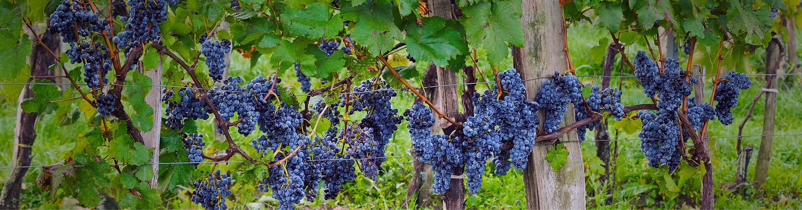 Blaufränkisch Rebsorte