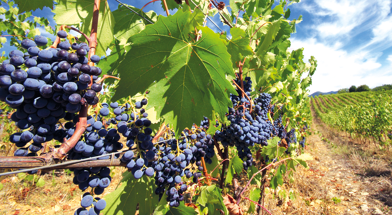 Die große Chianti-Verwirrung