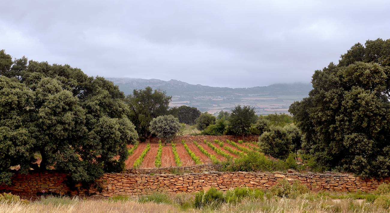 Lanzaga – die Entdeckung des Terroirs